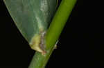 Reed canarygrass